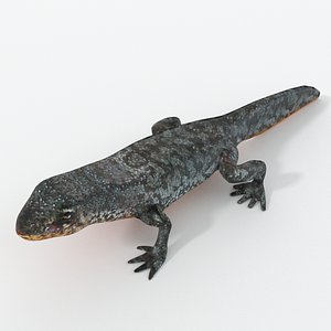 Alpine newt