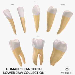 Human Clean Teeth Lower Jaw Collection -  8 models 3D