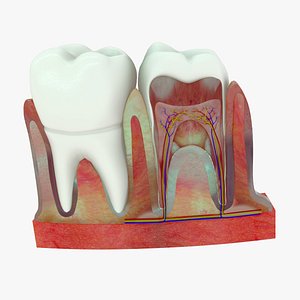 3D Tooth cross section