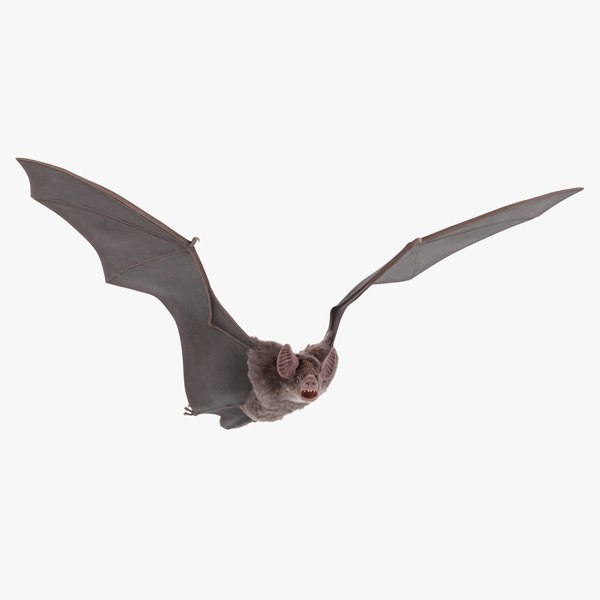 3D Vampire Bat Rigged