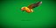 Golden Conure Parakeet