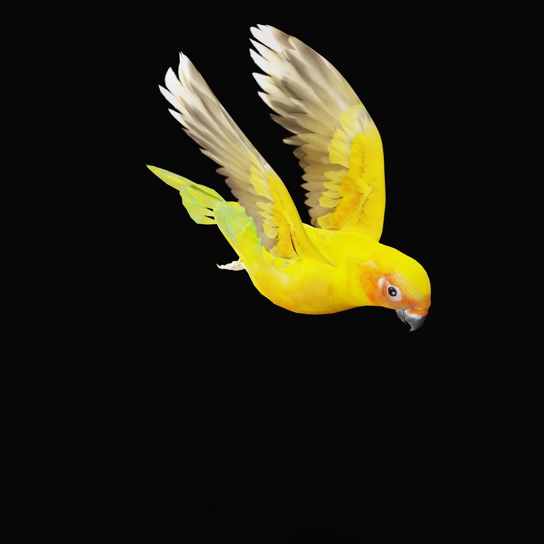 Golden Conure Parakeet model https://p.turbosquid.com/ts-thumb/bS/COGDQZ/3J/conureparrotbirdrig_0007/jpg/1738717584/1920x1080/fit_q87/aa8260fabaf0b73e5b5cf236f72a2f1bb709ed9d/conureparrotbirdrig_0007.jpg