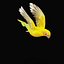 Golden Conure Parakeet