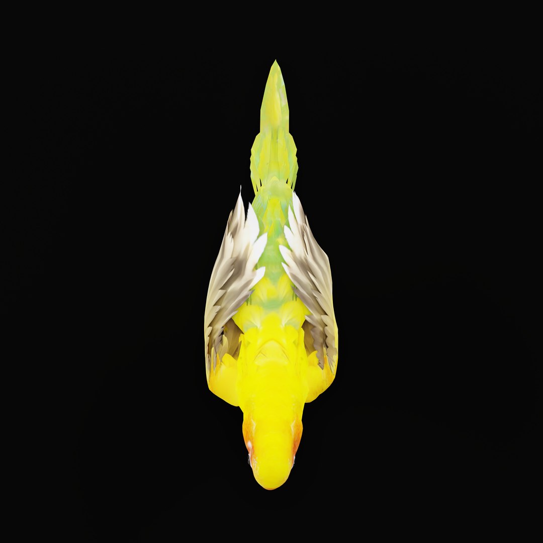 Golden Conure Parakeet model https://p.turbosquid.com/ts-thumb/bS/COGDQZ/4x/conureparrotbirdrig_0012/jpg/1738717587/1920x1080/fit_q87/c50ff9d159232c162dae91d9cbd3e41e67217ca8/conureparrotbirdrig_0012.jpg