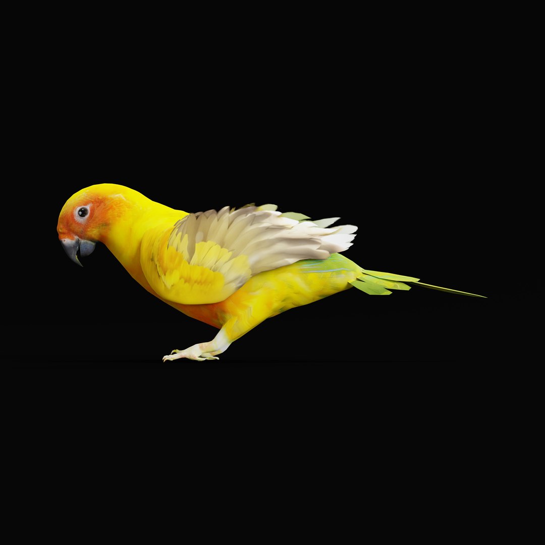 Golden Conure Parakeet model https://p.turbosquid.com/ts-thumb/bS/COGDQZ/8W/conureparrotbirdrig_0010/jpg/1738717587/1920x1080/fit_q87/a8365a4c24880e66fee9eb5dd456b9926de2e478/conureparrotbirdrig_0010.jpg