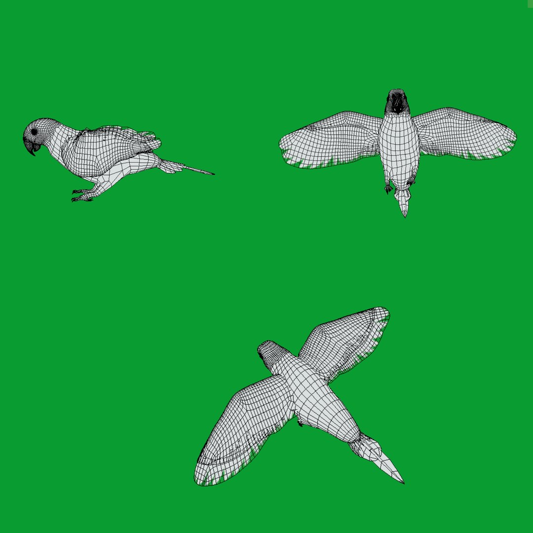 Golden Conure Parakeet model https://p.turbosquid.com/ts-thumb/bS/COGDQZ/DA/wire/png/1738717612/1920x1080/fit_q87/6d27953d0e322bbd0c3c401a4371cb7dce33d4e7/wire.jpg