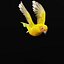 Golden Conure Parakeet