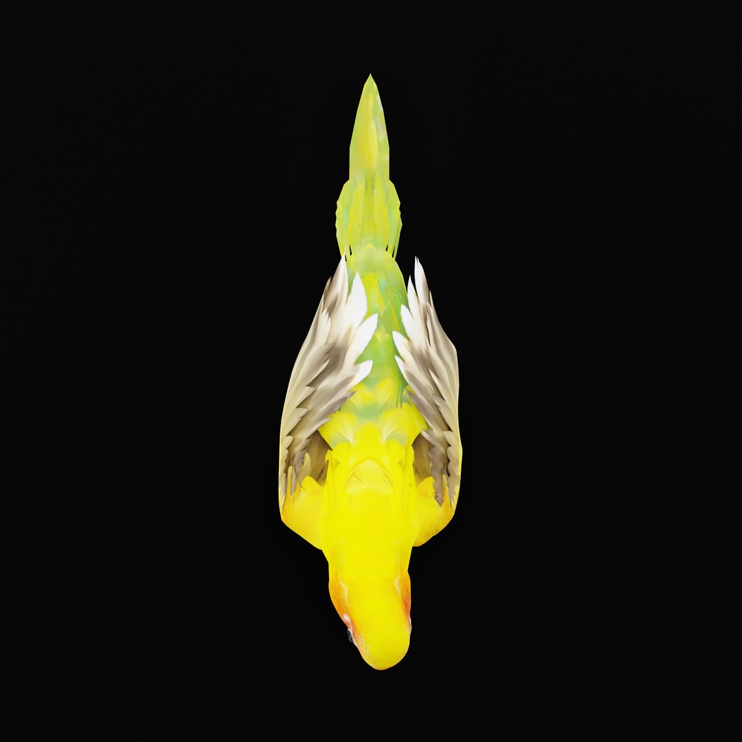Golden Conure Parakeet model https://p.turbosquid.com/ts-thumb/bS/COGDQZ/Ru/conureparrotbirdrig_0002/jpg/1738717611/1920x1080/fit_q87/92104f882432cb300d3352e4ad09af231f25bca3/conureparrotbirdrig_0002.jpg