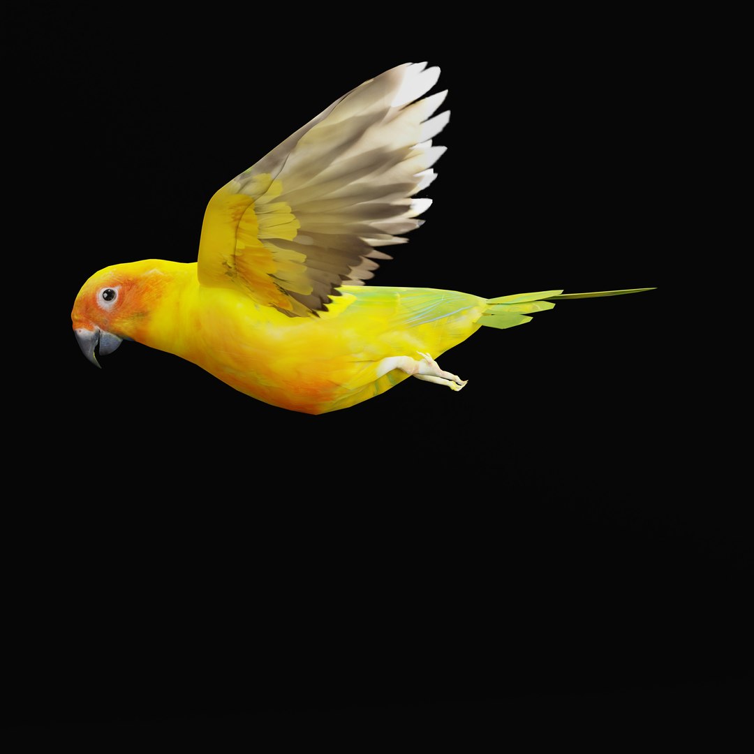 Golden Conure Parakeet model https://p.turbosquid.com/ts-thumb/bS/COGDQZ/Ti/conureparrotbirdrig_0009/jpg/1738717586/1920x1080/fit_q87/b4e8ad81787ef766e34b65bfb8c12bbd994cffd8/conureparrotbirdrig_0009.jpg