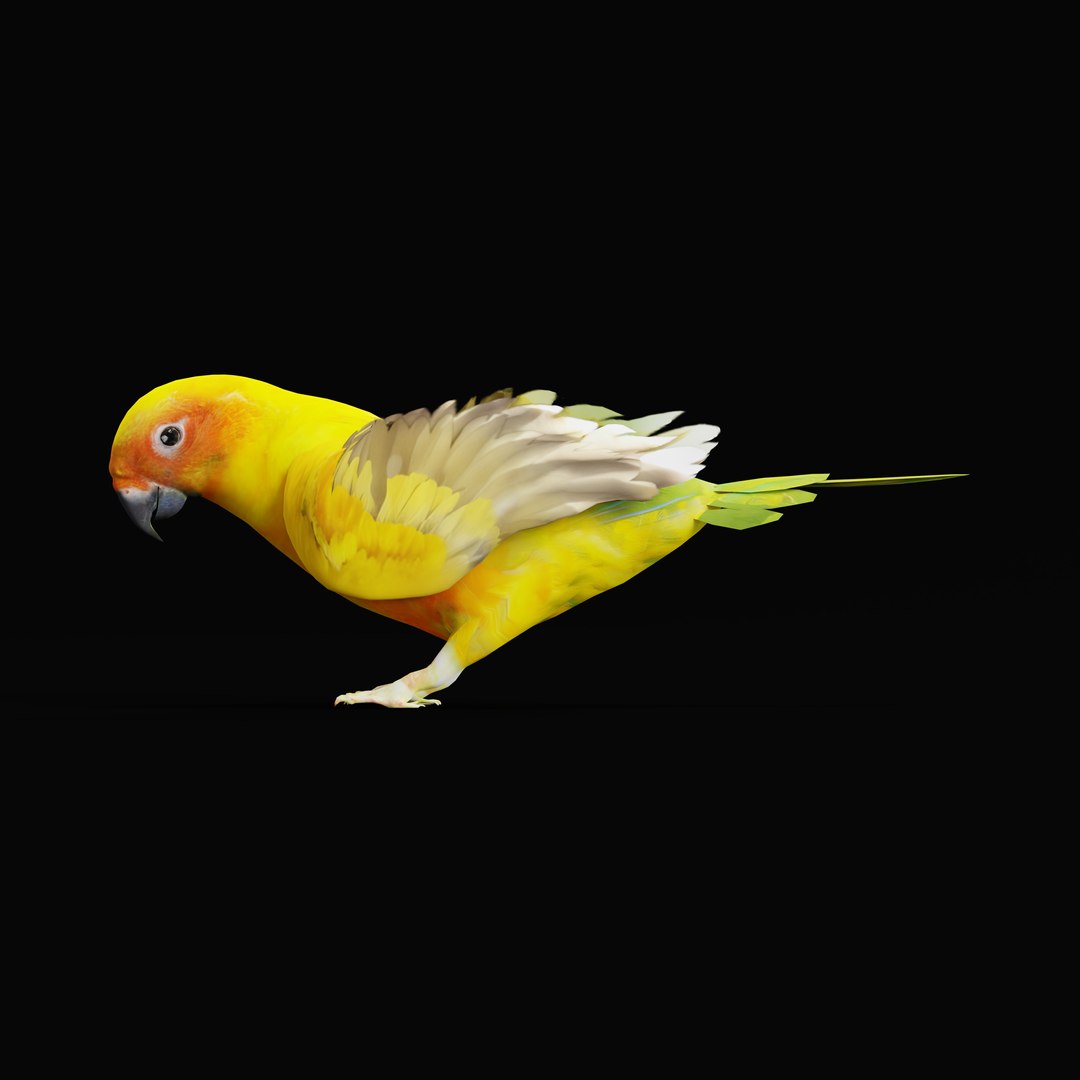 Golden Conure Parakeet model https://p.turbosquid.com/ts-thumb/bS/COGDQZ/sW/conureparrotbirdrig/jpg/1738717610/1920x1080/fit_q87/f080d5b9461816ccf704323642a7213c38b4db98/conureparrotbirdrig.jpg