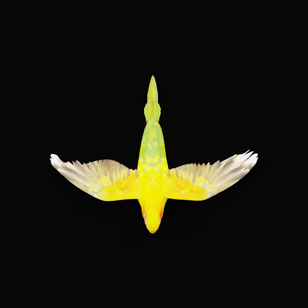 Golden Conure Parakeet model https://p.turbosquid.com/ts-thumb/bS/COGDQZ/un/conureparrotbirdrig_0003/jpg/1738717613/1920x1080/fit_q87/84664e47fb7b016ca5ab0e5df709ec588e028f1e/conureparrotbirdrig_0003.jpg