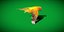 Golden Conure Parakeet