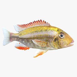Simnochromis Cichlid Fish 3D model