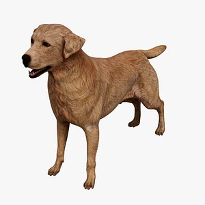 Golden Retriever 3D model