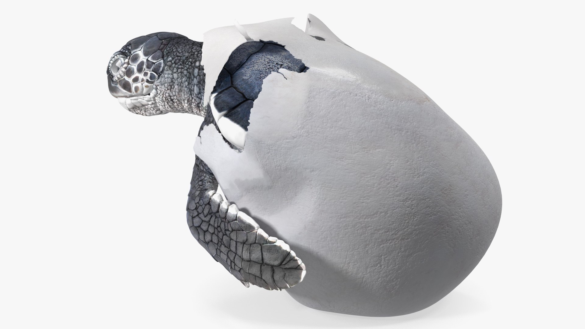 3D Baby Sea Turtle Hatching https://p.turbosquid.com/ts-thumb/bS/P1gEUG/8M/babyseaturtlehatchingvray3dmodel014/jpg/1709922809/1920x1080/fit_q87/9f690a21fc4bd2d9999bc1ca5d2c98d148fea3fb/babyseaturtlehatchingvray3dmodel014.jpg