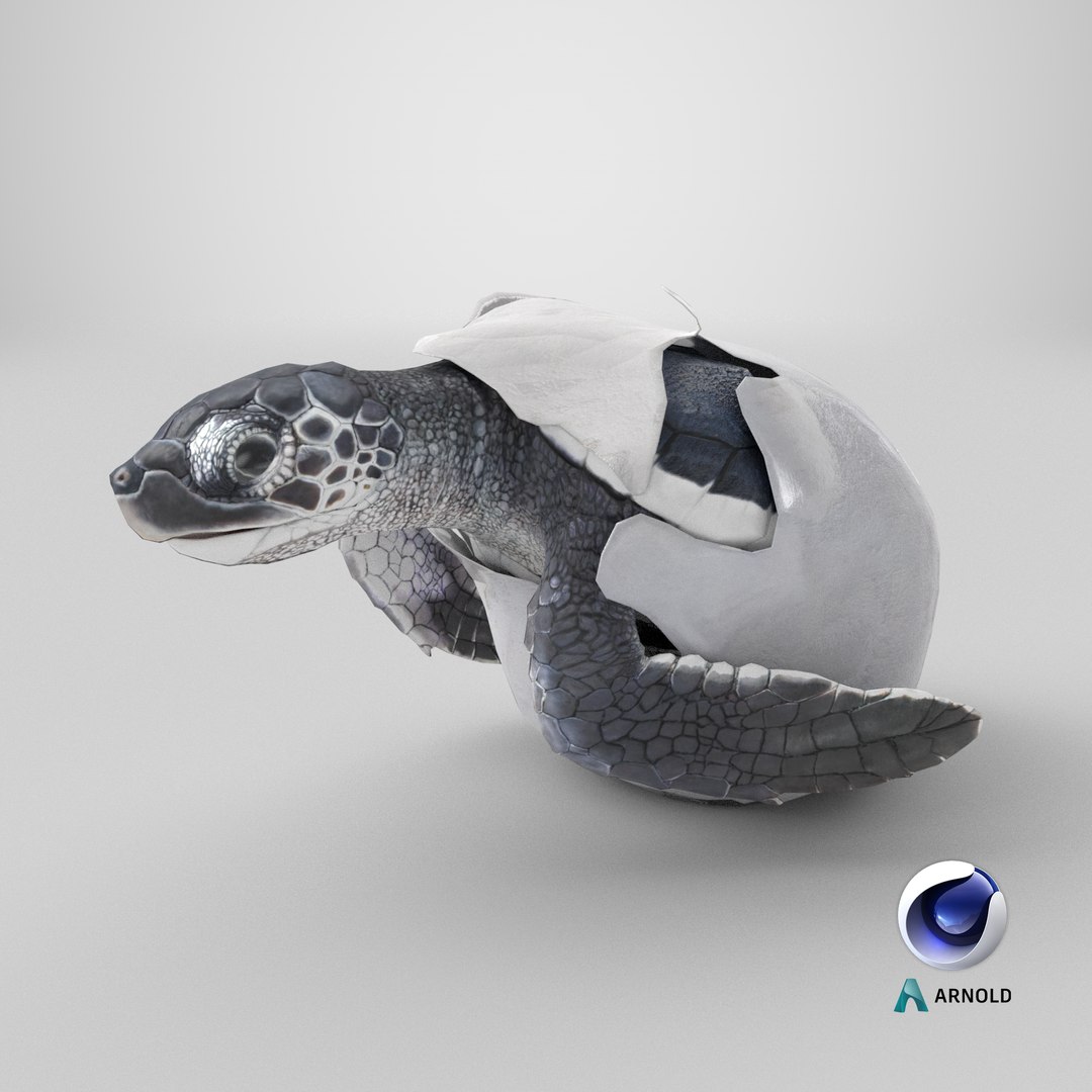 3D Baby Sea Turtle Hatching https://p.turbosquid.com/ts-thumb/bS/P1gEUG/Lg/stemcell_cinema_4d_arnold_render/png/1714576659/1920x1080/fit_q87/79e429b83b0acb55435e43a17facbcb89c7e9e3a/stemcell_cinema_4d_arnold_render.jpg