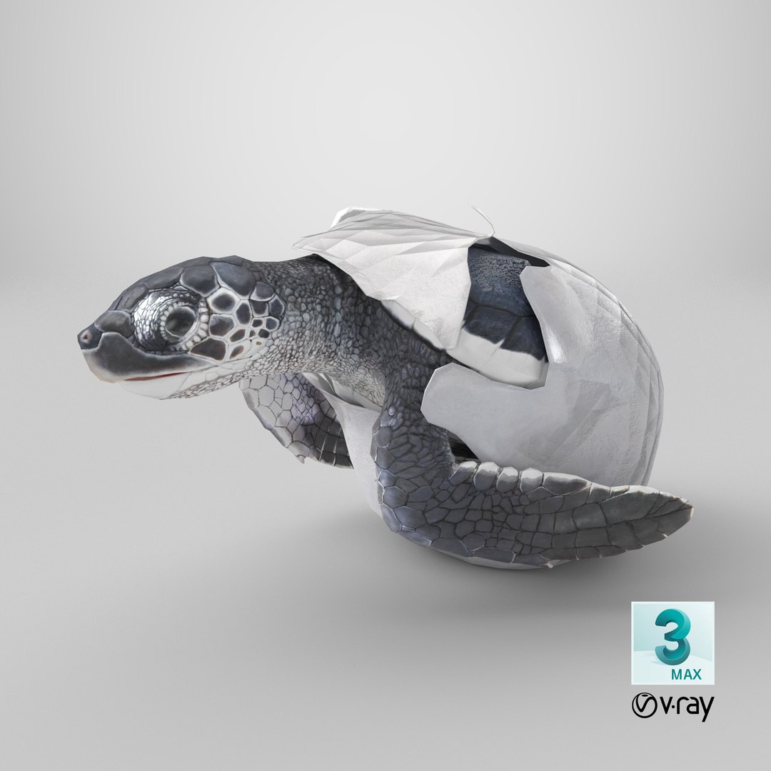 3D Baby Sea Turtle Hatching https://p.turbosquid.com/ts-thumb/bS/P1gEUG/OI/stemcell_max_vray_render/png/1714576663/1920x1080/fit_q87/55d8b40052b1077e2e1014ad516ca10c26324699/stemcell_max_vray_render.jpg