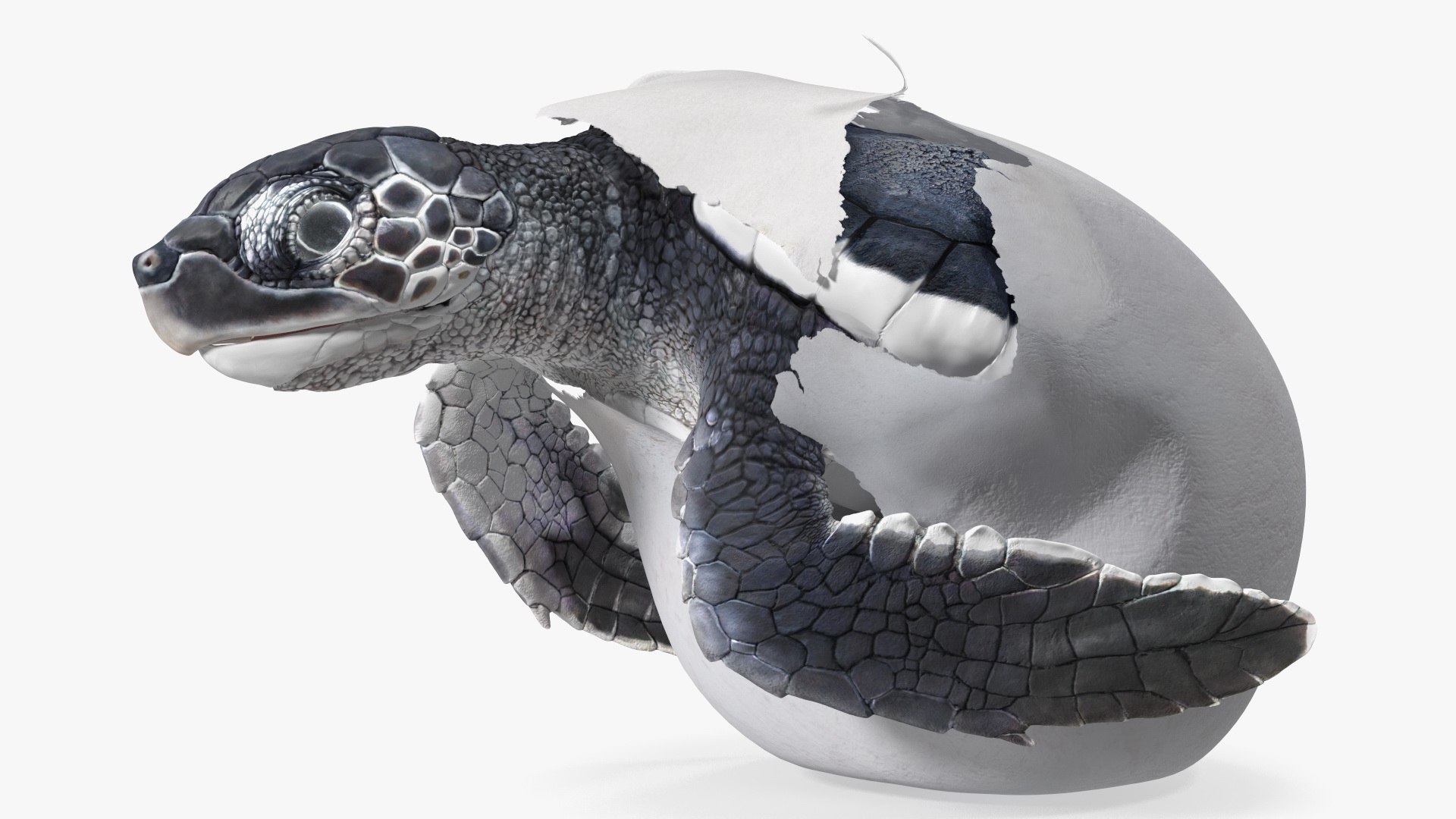 3D Baby Sea Turtle Hatching https://p.turbosquid.com/ts-thumb/bS/P1gEUG/Pz/babyseaturtlehatchingvray3dmodel013/jpg/1709922806/1920x1080/fit_q87/436cbb7a9387f3cfb9ade30ad25057eed94ce740/babyseaturtlehatchingvray3dmodel013.jpg