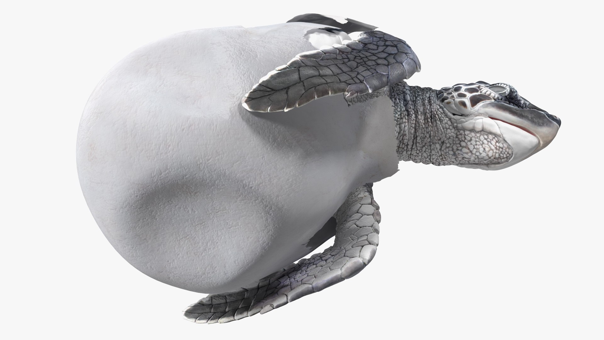 3D Baby Sea Turtle Hatching https://p.turbosquid.com/ts-thumb/bS/P1gEUG/To/babyseaturtlehatchingvray3dmodel016/jpg/1709922818/1920x1080/fit_q87/f5968dbe6dc5abd220a983422b886bc025e75523/babyseaturtlehatchingvray3dmodel016.jpg