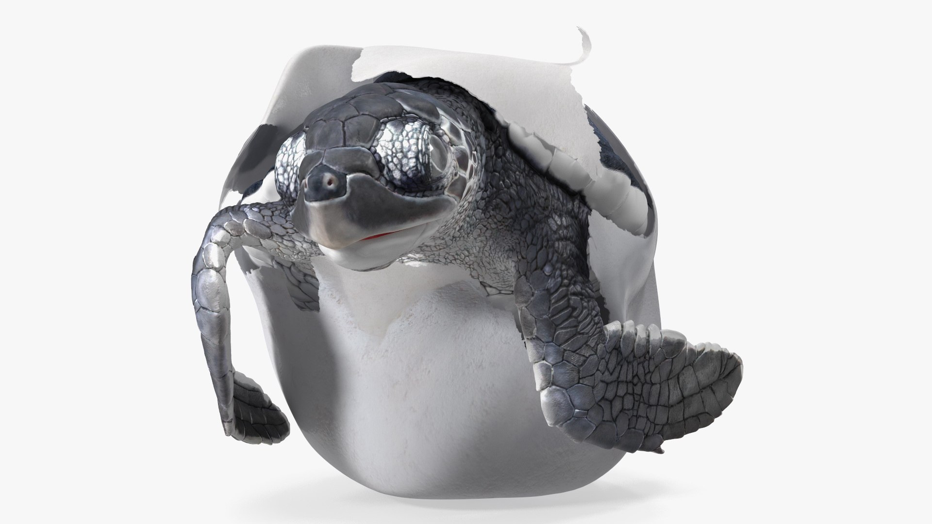 3D Baby Sea Turtle Hatching https://p.turbosquid.com/ts-thumb/bS/P1gEUG/Zo/babyseaturtlehatchingvray3dmodel012/jpg/1709922802/1920x1080/fit_q87/68a67f83ff25bb63fab9f648a897f7b69285cac1/babyseaturtlehatchingvray3dmodel012.jpg