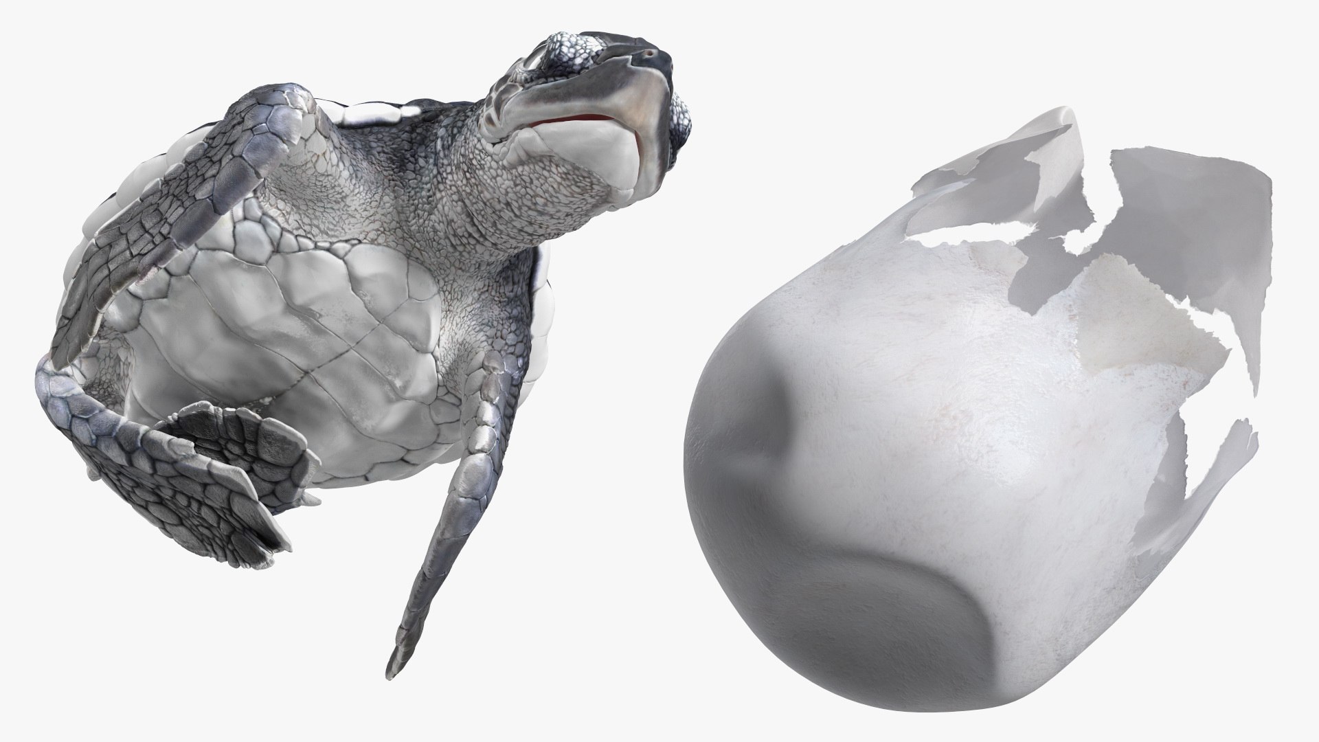 3D Baby Sea Turtle Hatching https://p.turbosquid.com/ts-thumb/bS/P1gEUG/bs/babyseaturtlehatchingvray3dmodel010/jpg/1709922795/1920x1080/fit_q87/822b87c33f1fea885d9b332f14c9aff07cf81f1e/babyseaturtlehatchingvray3dmodel010.jpg