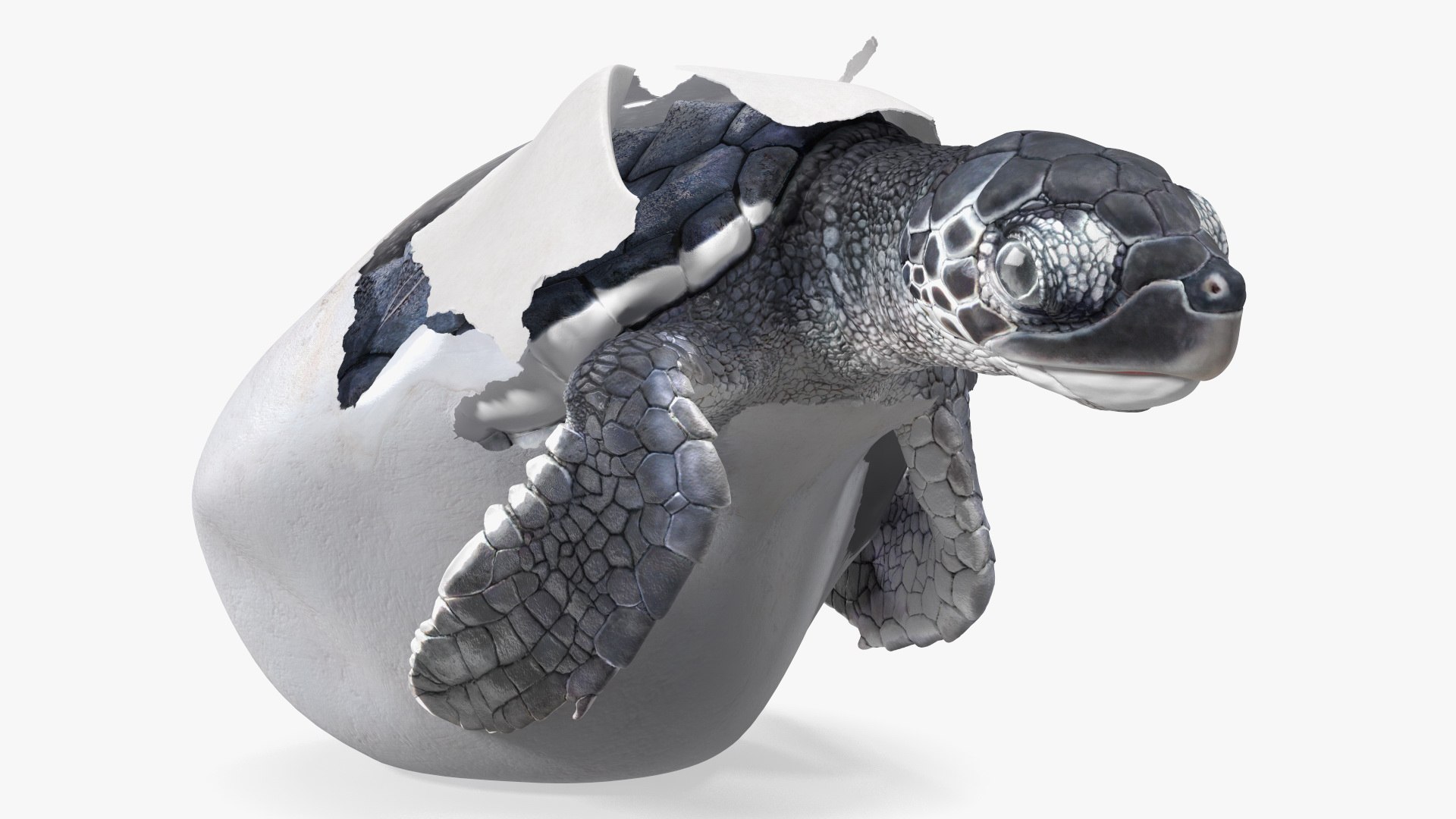 3D Baby Sea Turtle Hatching https://p.turbosquid.com/ts-thumb/bS/P1gEUG/c6/babyseaturtlehatchingvray3dmodel011/jpg/1709922798/1920x1080/fit_q87/192a06dc003ffae75459a0a90a3a0e1d5d9a3107/babyseaturtlehatchingvray3dmodel011.jpg