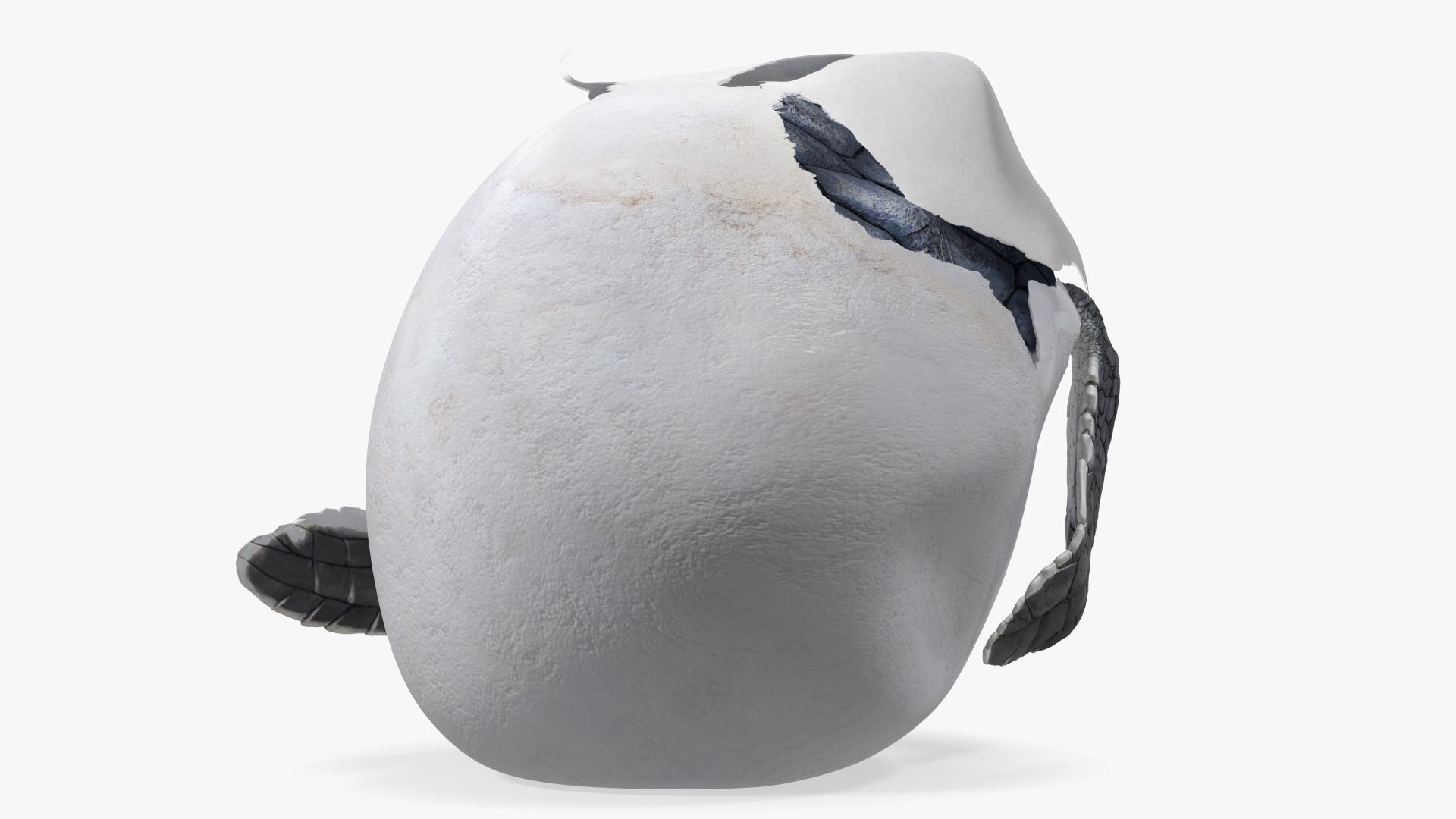 3D Baby Sea Turtle Hatching https://p.turbosquid.com/ts-thumb/bS/P1gEUG/iA/babyseaturtlehatchingvray3dmodel015/jpg/1709922813/1920x1080/fit_q87/929234bc2fa07e10698c5c03b717a0708ab877b6/babyseaturtlehatchingvray3dmodel015.jpg