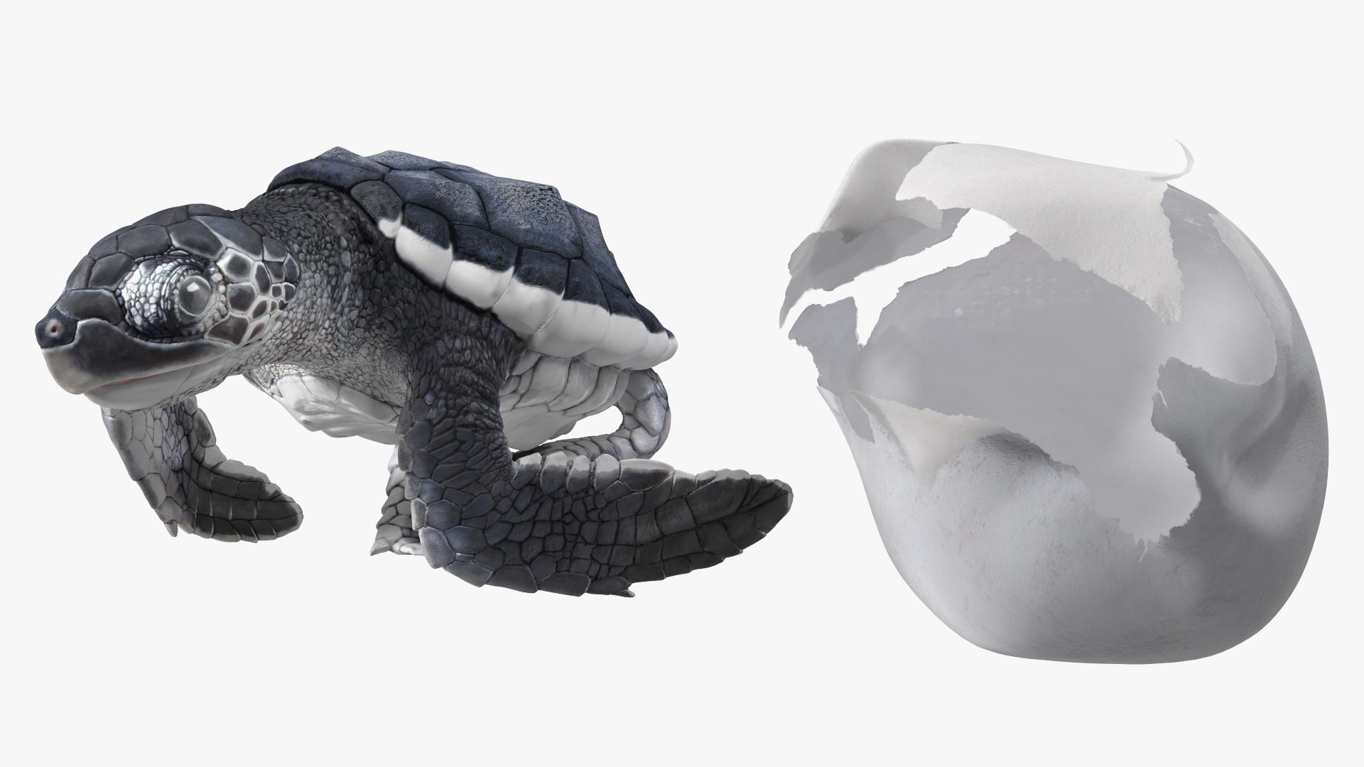 3D Baby Sea Turtle Hatching https://p.turbosquid.com/ts-thumb/bS/P1gEUG/kX/babyseaturtlehatchingvray3dmodel009/jpg/1709922790/1920x1080/fit_q87/d7f195d20f9d77a697ccda53b038ef64a312379a/babyseaturtlehatchingvray3dmodel009.jpg