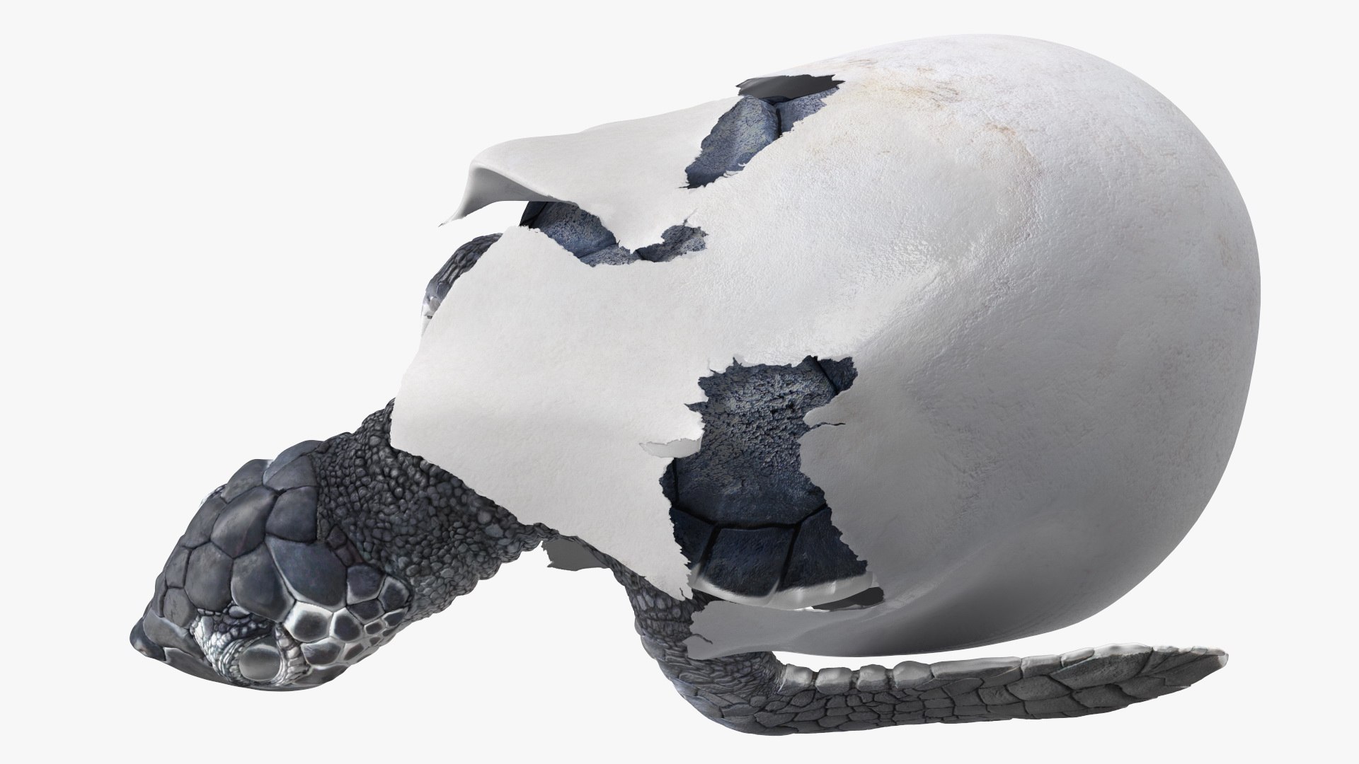 3D Baby Sea Turtle Hatching https://p.turbosquid.com/ts-thumb/bS/P1gEUG/sn/babyseaturtlehatchingvray3dmodel017/jpg/1709922822/1920x1080/fit_q87/9f1f702781c983d082b97ee2855588ac338a5766/babyseaturtlehatchingvray3dmodel017.jpg