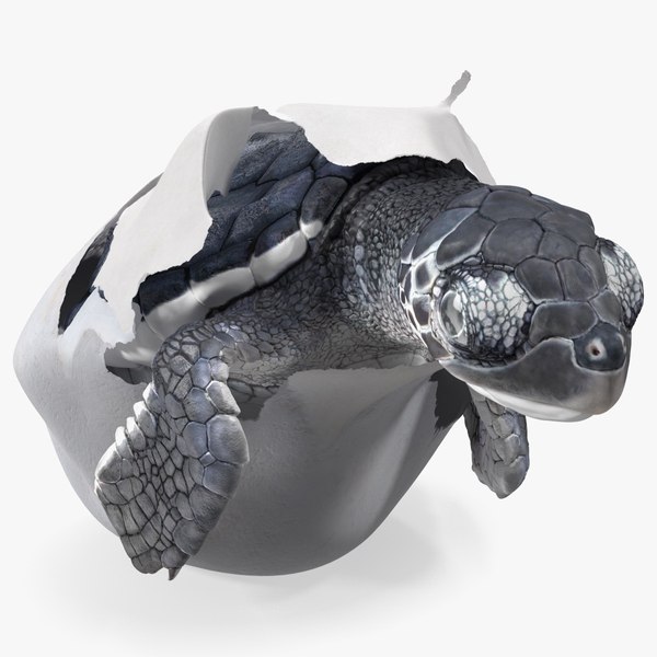 3D Baby Sea Turtle Hatching