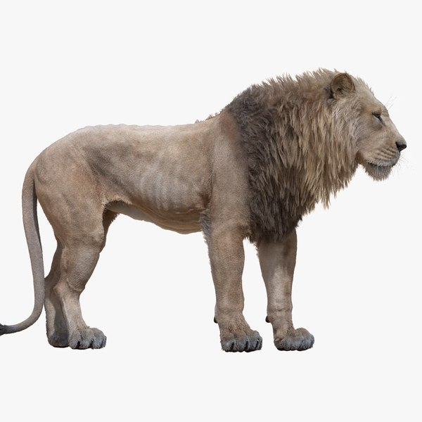 3D model Lion ANIMATION