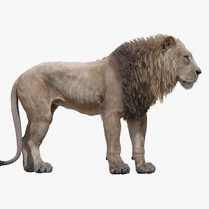 Lion ANIMATION