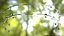 Appareil dentaire transparent auto-ligaturant V03