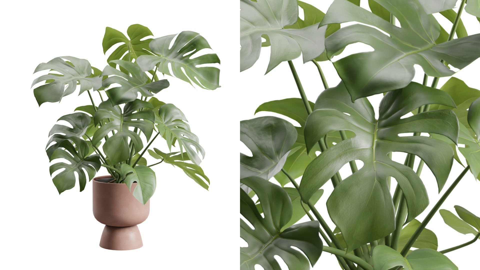 3D Swisscheese Monstera Plant model https://p.turbosquid.com/ts-thumb/bS/WhOK37/Ie/previewts01_0000/jpg/1775091954/1920x1080/fit_q87/98186316770939b50e87099ff8ccd8db4b5c151b/previewts01_0000.jpg