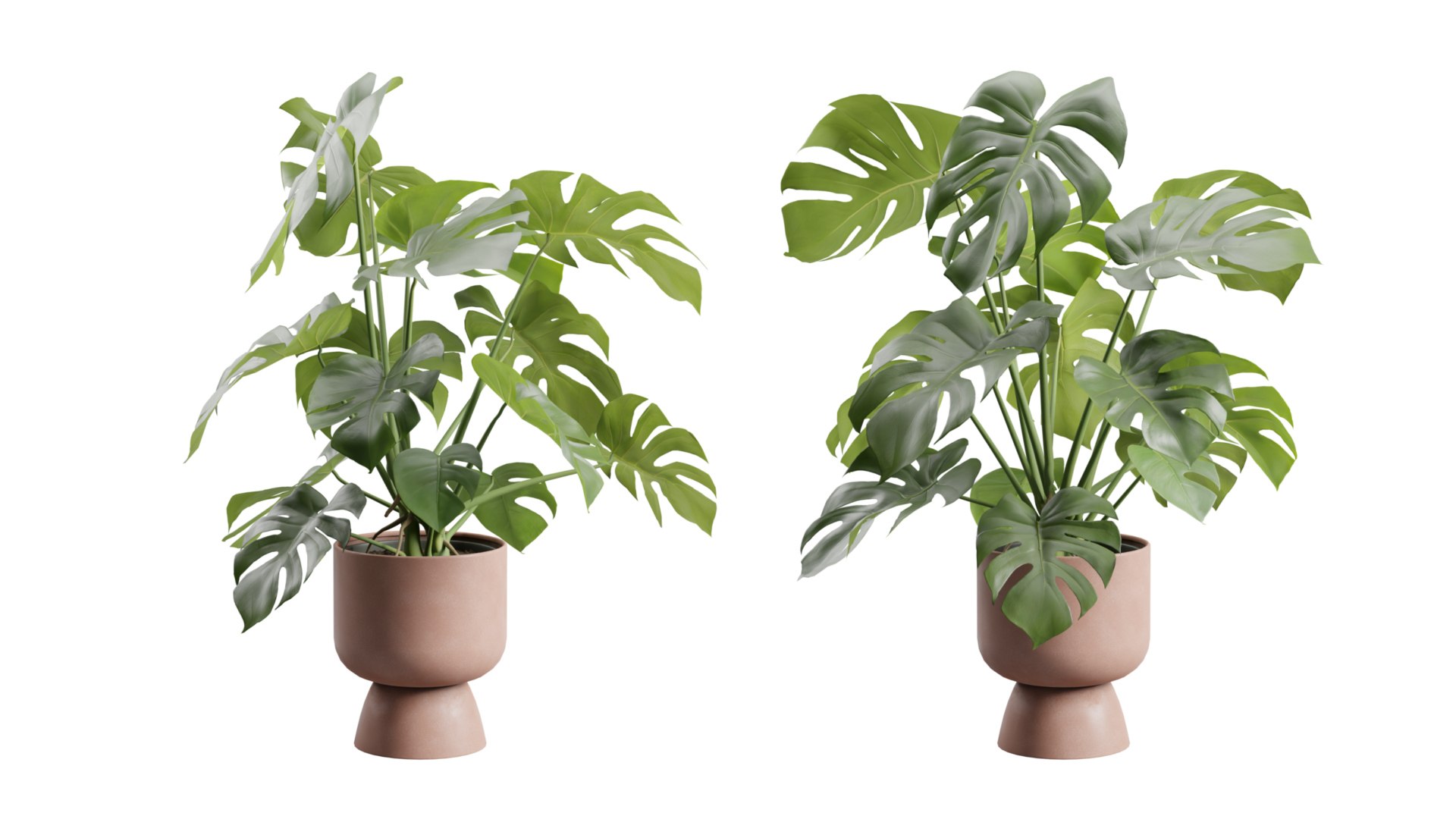 3D Swisscheese Monstera Plant model https://p.turbosquid.com/ts-thumb/bS/WhOK37/SZ/previewts04_0000/jpg/1775091956/1920x1080/fit_q87/ed1a564254133f10b0422f6e607a782c9cb9ed83/previewts04_0000.jpg
