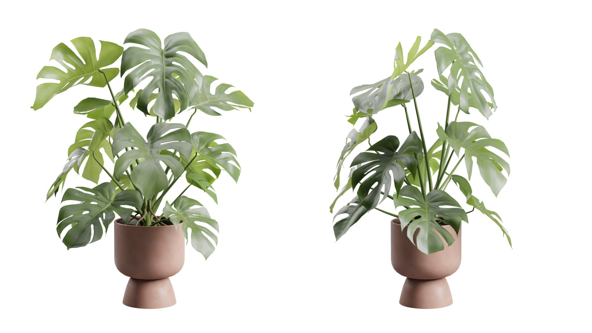 3D Swisscheese Monstera Plant model https://p.turbosquid.com/ts-thumb/bS/WhOK37/TF/previewts05_0000/jpg/1775091956/1920x1080/fit_q87/a791a73ea5362e3b1873e28b0243e7286e73a31f/previewts05_0000.jpg