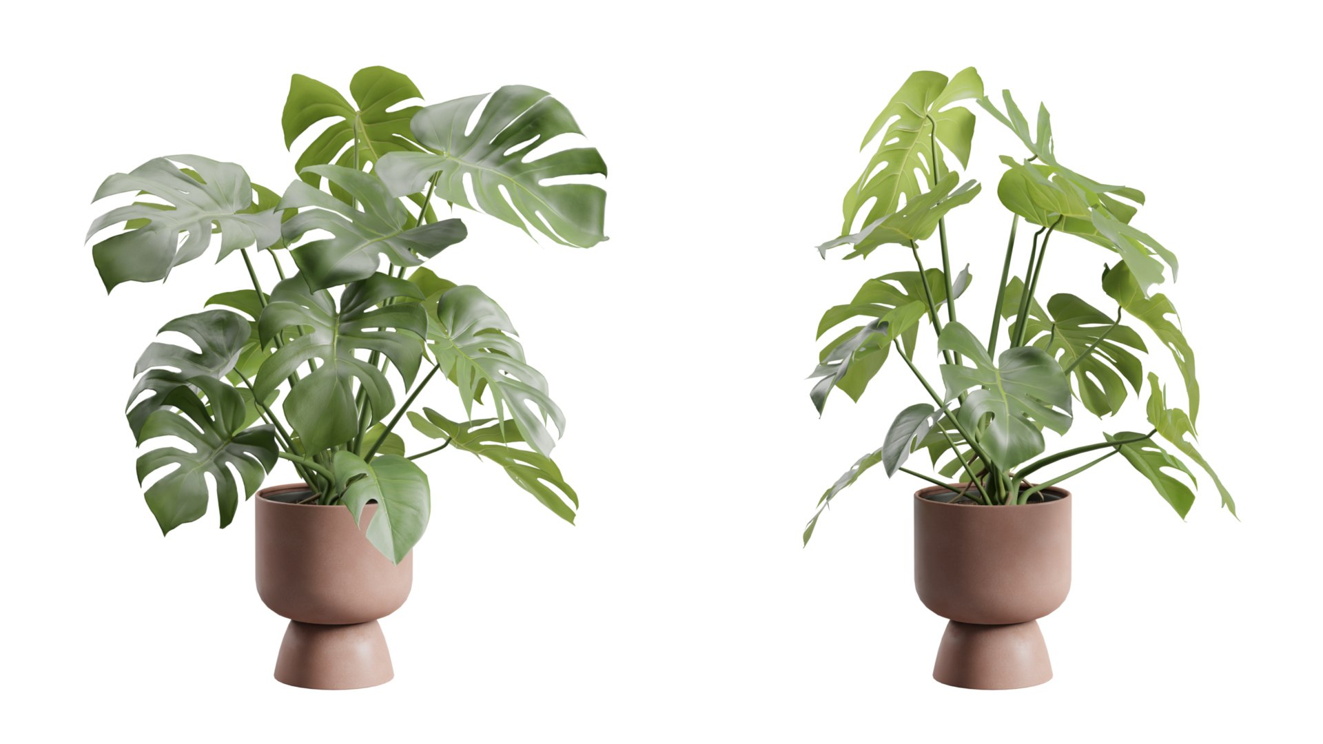 3D Swisscheese Monstera Plant model https://p.turbosquid.com/ts-thumb/bS/WhOK37/Xl/previewts03_0000/jpg/1775091955/1920x1080/fit_q87/c882e075c996bde69c5e713c18b97d421eae801b/previewts03_0000.jpg