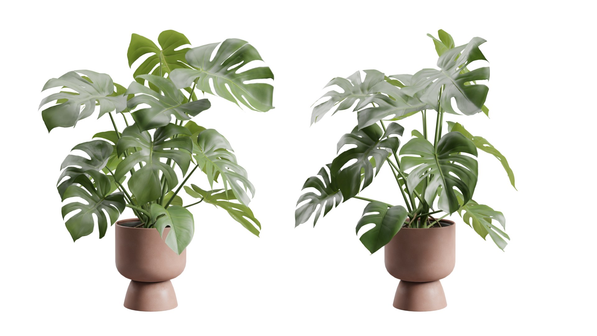 3D Swisscheese Monstera Plant model https://p.turbosquid.com/ts-thumb/bS/WhOK37/aJ/previewts06_0000/jpg/1775091957/1920x1080/fit_q87/74d883d73f142e4f629684b1f11fa2bfabacebd0/previewts06_0000.jpg