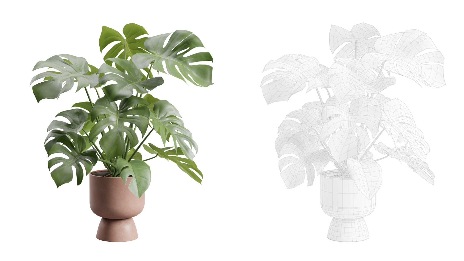 3D Swisscheese Monstera Plant model https://p.turbosquid.com/ts-thumb/bS/WhOK37/cM/previewts02_0000/jpg/1775091955/1920x1080/fit_q87/a7f8d3d03f2b2afa83a7d4a4a83bbe026a23ed00/previewts02_0000.jpg