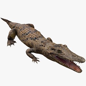 3D model Crocodile