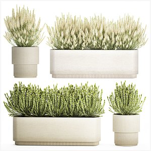 3D Collection white wildflower bush Calluna rosemary pots