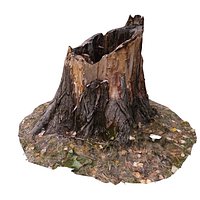scan BPR tree stump 01