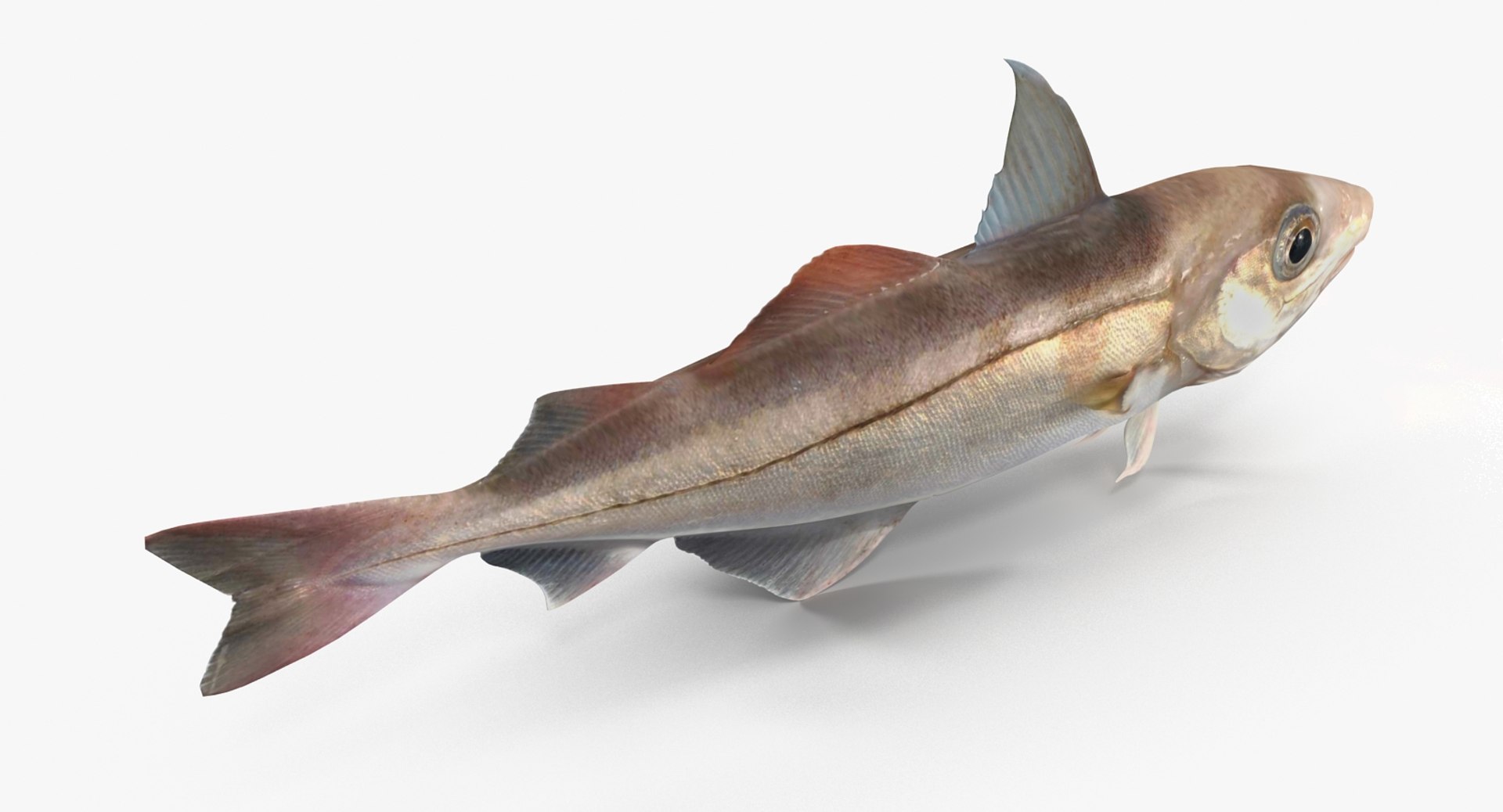3d Haddock Model