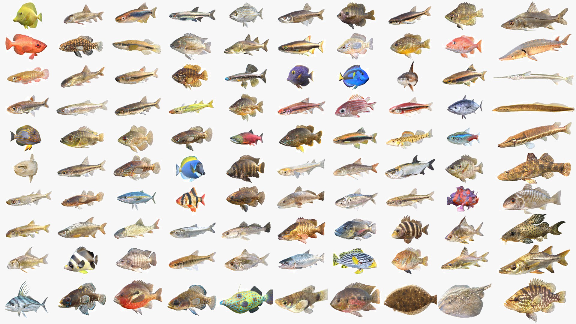 400 Fish Sea Creatures Mega Collection 3D model https://p.turbosquid.com/ts-thumb/bT/3V2KEF/B3/100v5cgt/jpg/1776665094/1920x1080/fit_q87/7bfd22239cd35b167abf632847bb9d072f3cdd28/100v5cgt.jpg