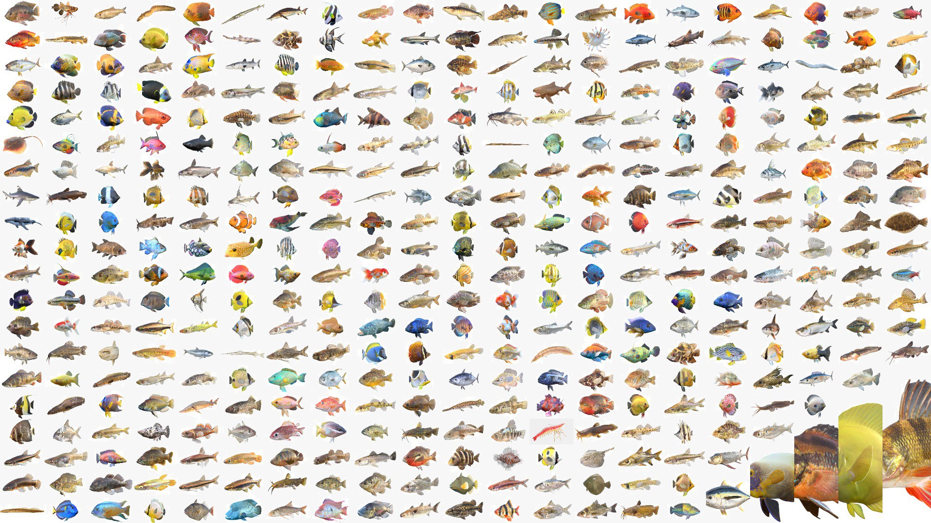 400 Fish Sea Creatures Mega Collection 3D model https://p.turbosquid.com/ts-thumb/bT/3V2KEF/JU/400cgt/jpg/1776665092/1920x1080/fit_q87/290d24029fa3c175f3834a63349bae3e1d97d9c9/400cgt.jpg