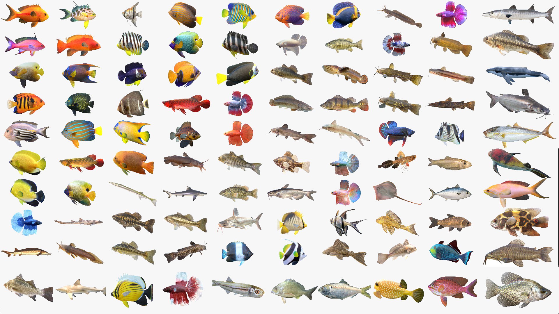 400 Fish Sea Creatures Mega Collection 3D model https://p.turbosquid.com/ts-thumb/bT/3V2KEF/Ph/100v2cgt/jpg/1776665097/1920x1080/fit_q87/7c51b6d9fe650a297aa8d18594f56f763f9a0386/100v2cgt.jpg