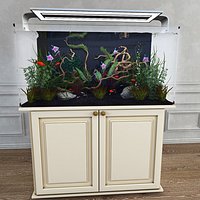 Aquarium plant