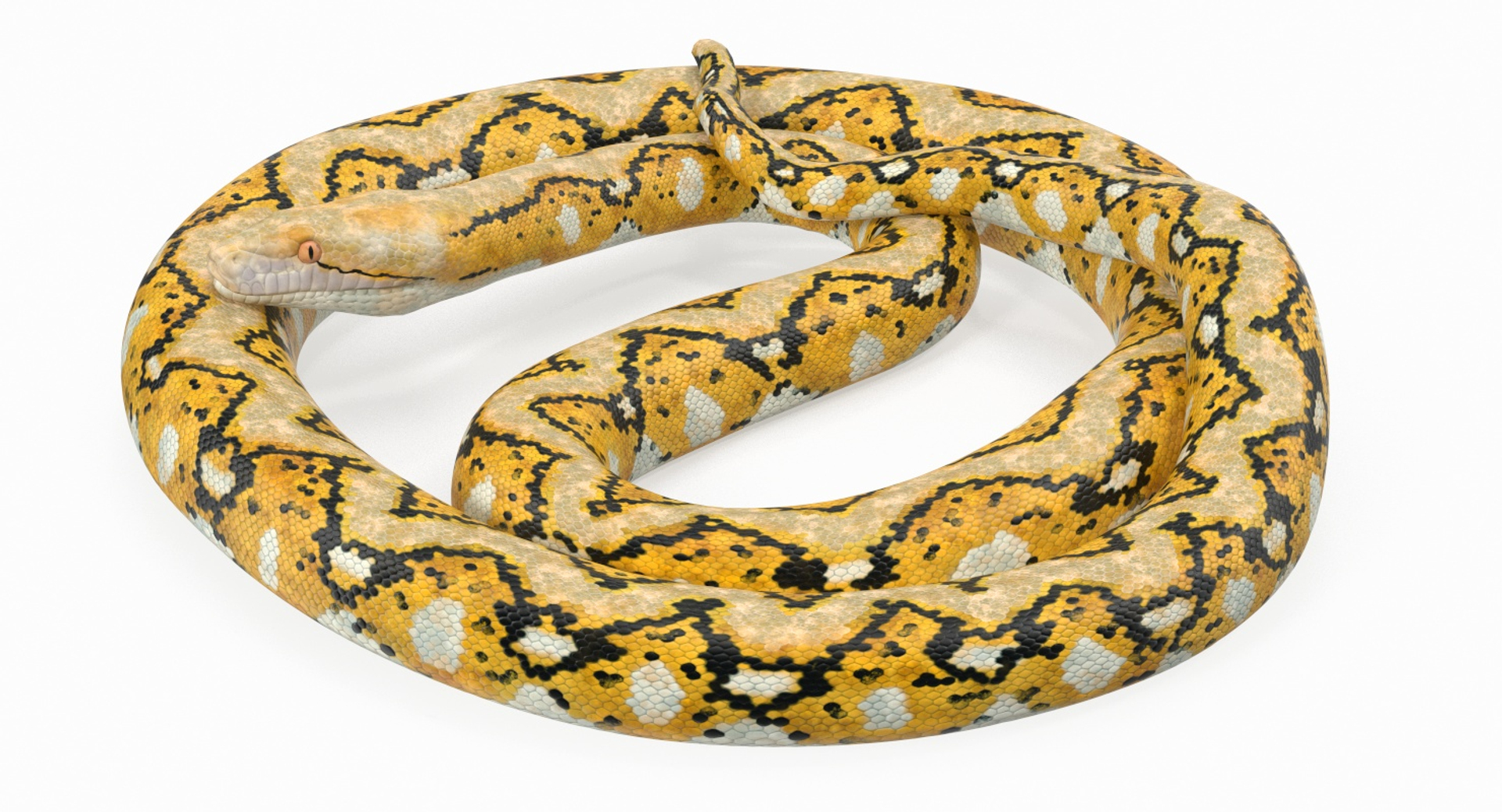 のりぞう！GIDEAL python mule GIDEAL. python mule【 white 】 - メルカリ