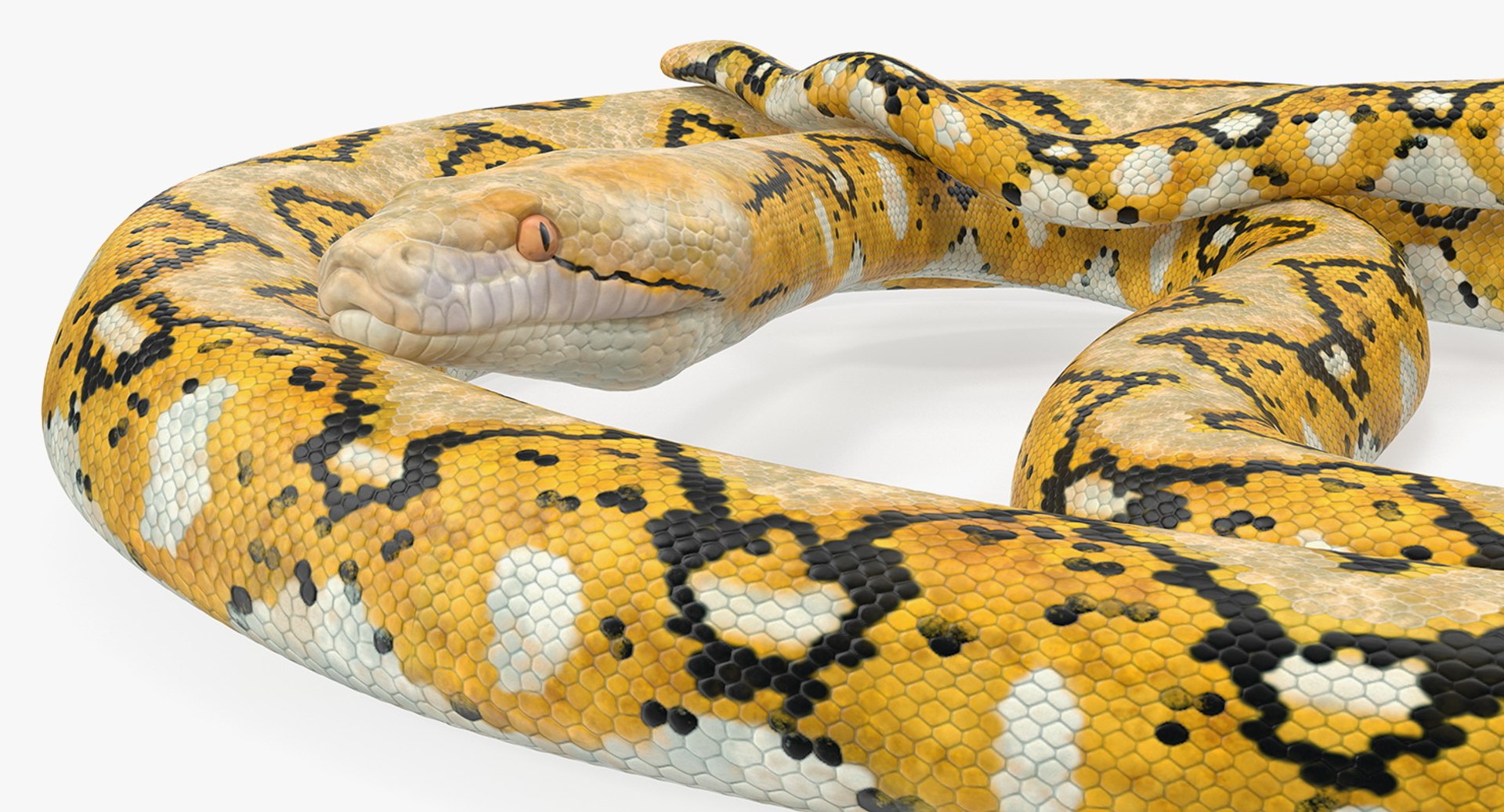 yellow python snake curled model https://p.turbosquid.com/ts-thumb/bT/QVWNhG/OHCNQKeT/yellowpythonsnakecurledposemb3dmodel008/jpg/1559298308/1920x1080/fit_q87/1f2c7f441f9262f3519654b4d195c656263d61e2/yellowpythonsnakecurledposemb3dmodel008.jpg