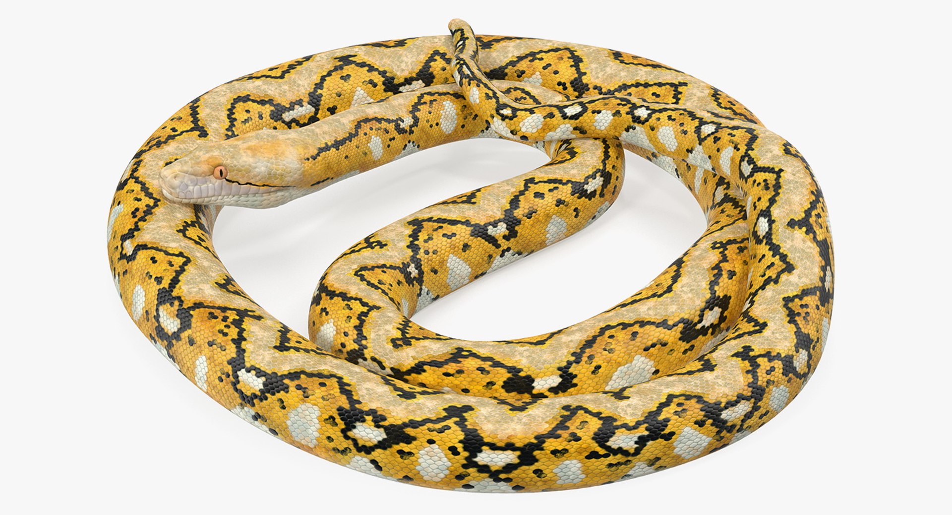 のりぞう！GIDEAL python mule GIDEAL. python mule【 white 】 - メルカリ